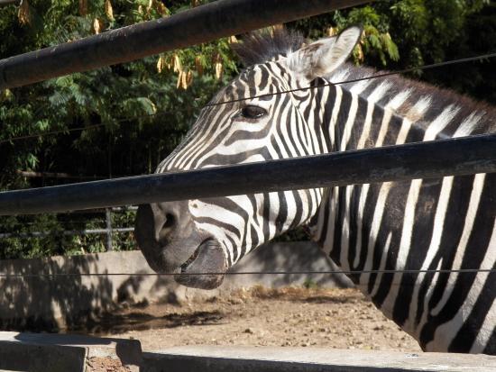Zoo Buenos Aires